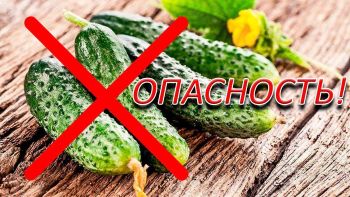 огурец